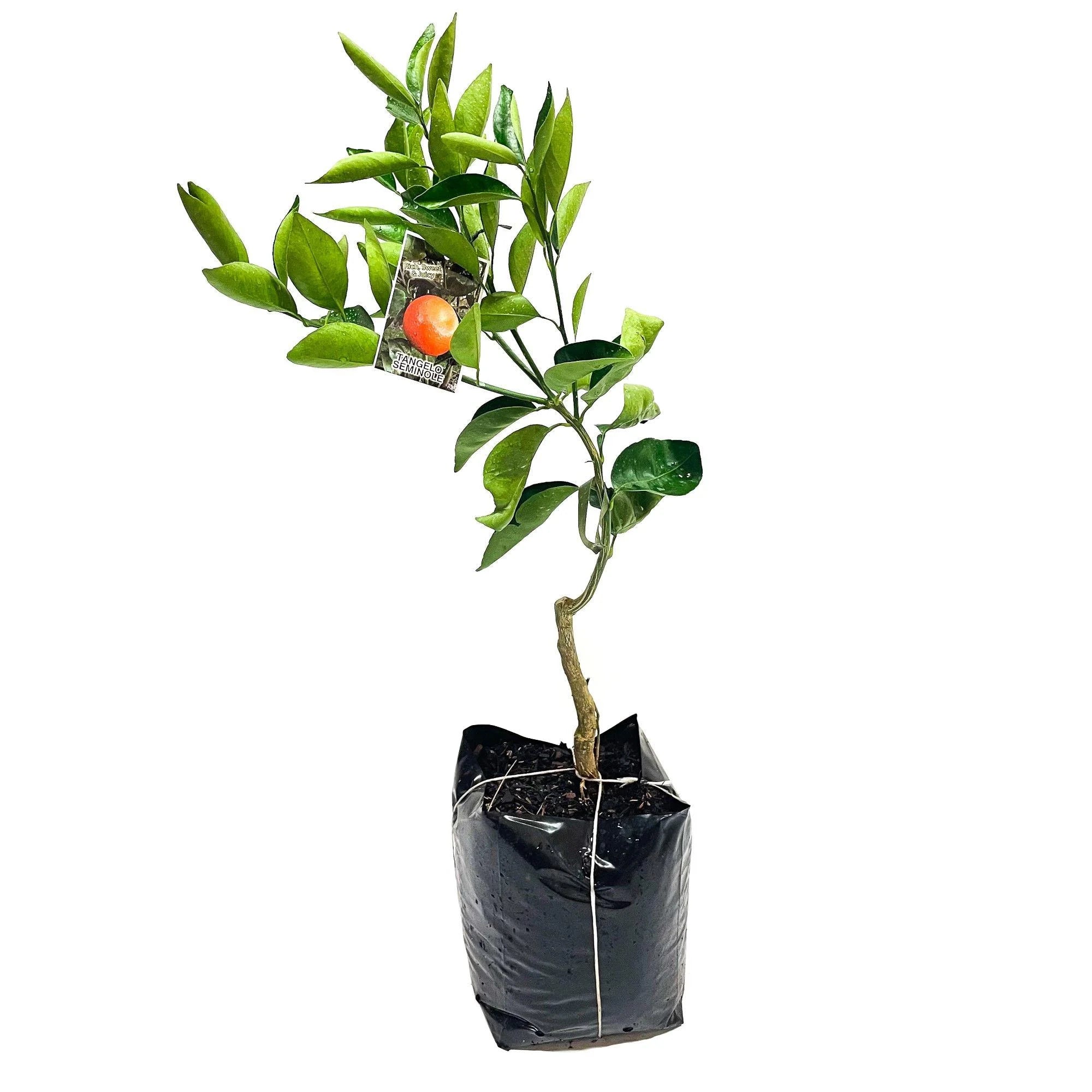 Tangelo Semiole Tree