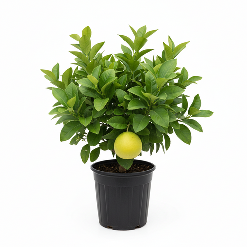 Grapefruit Marsh Tree