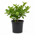 West indian Lime Tree